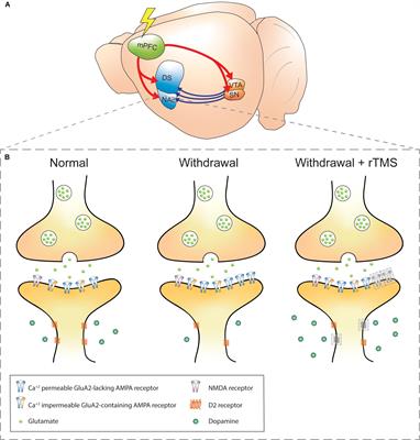 rTMS-Induced Changes in Glutamatergic and Dopaminergic Systems: Relevance to Cocaine and Methamphetamine Use Disorders